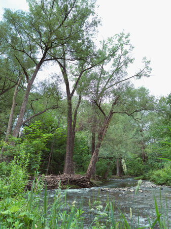 River in the forest. Summer landscape with a river and trees.の写真素材