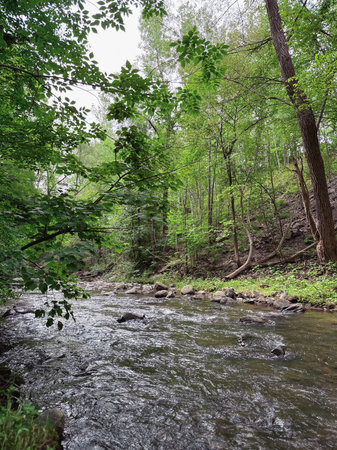 River in the forest. Summer landscape with a river and trees.