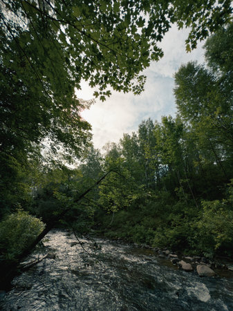 River in the forest. Summer landscape with a river and trees.の写真素材