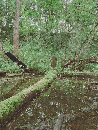 River in the forest. Summer landscape with a river and trees.