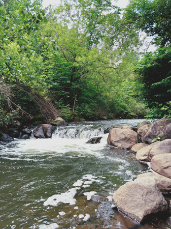 River in the forest. Summer landscape with a river and trees.の写真素材