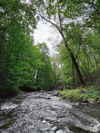River in the forest. Summer landscape with a river and trees.