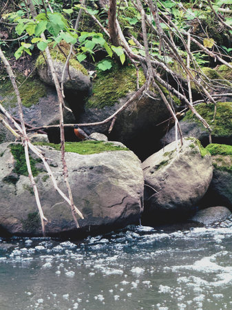 River in the forest. Summer landscape with a river and trees.の写真素材