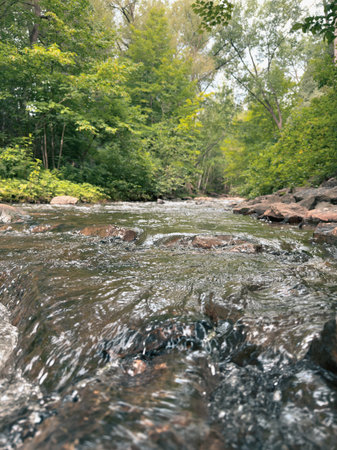River in the forest. Summer landscape with a river and trees.の写真素材