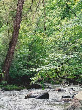 River in the forest. Summer landscape with a river and trees.の写真素材