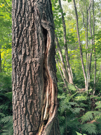 Old beech tree in the forest, closeup of a photo. Old tree in the forest, close-up of the trunk tumor.の写真素材