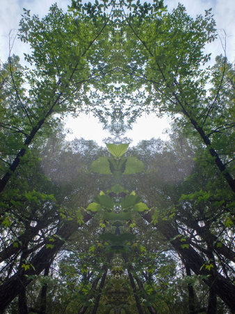 Trees in a forest in summer, symmetrical photograph.
