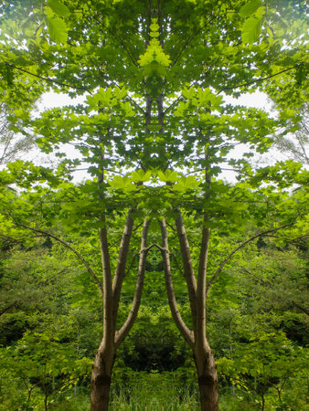 Trees in a forest in summer, symmetrical photograph.
