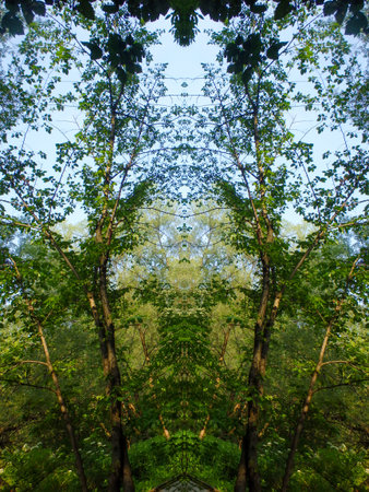 Trees in a forest in summer, symmetrical photograph.