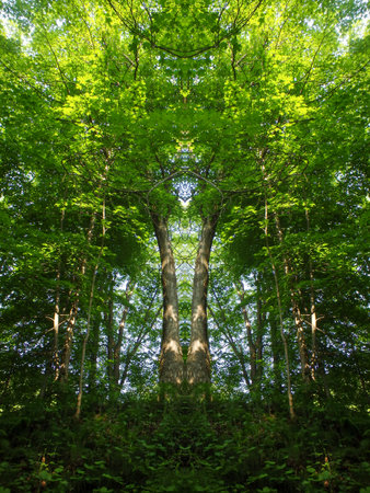 Trees in a forest in summer, symmetrical photograph.