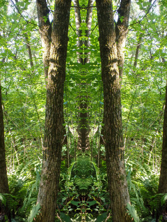 Trees in a forest in summer, symmetrical photograph.