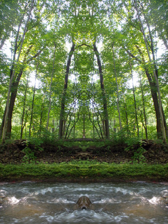 River in the green forest. Trees in a forest in summer, symmetrical photograph.