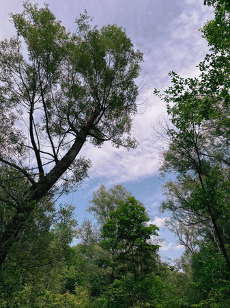 Trees in the forest in summer with green leaves and sunlight.