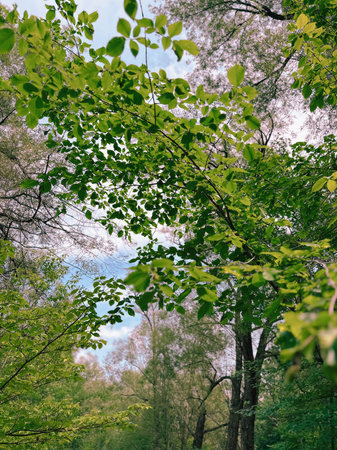 Trees in the forest in summer with green leaves and sunlight.