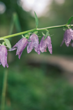 Close-up of purple bellflowers (Campanula rotundifolia) after rain.