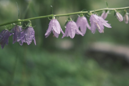 Close-up of purple bellflowers (Campanula rotundifolia) after rain.