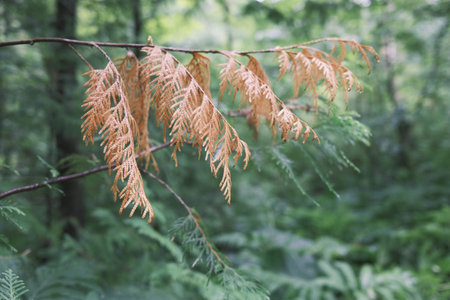 Fern leaves in the forest. Selective focus. Shallow depth of field. Close-up of dead cedar branches...