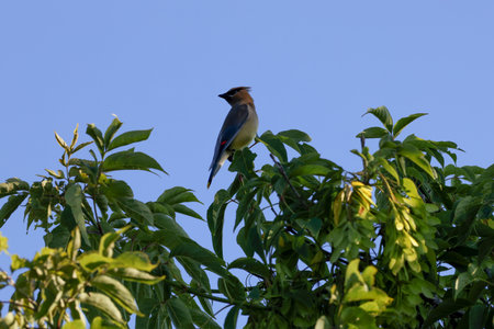A Cedar Waxwing (Bombycilla cedrorum) on a tree branch.の写真素材