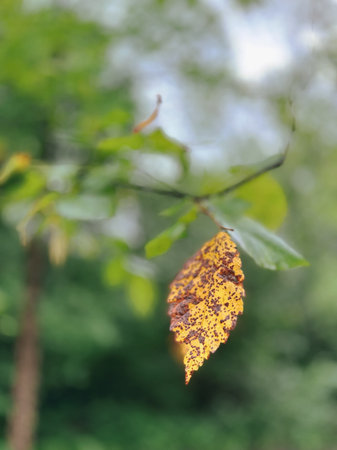 Autumn leaf on a tree in the forest. Shallow depth of field