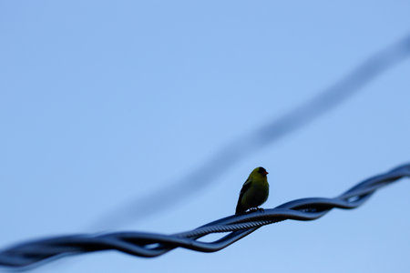 A small American Goldfinch (Spinus tristis) perched on a wireの写真素材