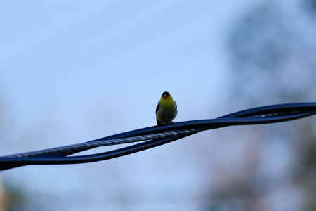A small American Goldfinch (Spinus tristis) perched on a wireの写真素材