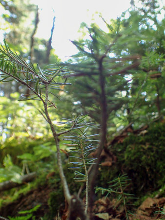 Pine tree branch in the forest. Shallow depth of field.