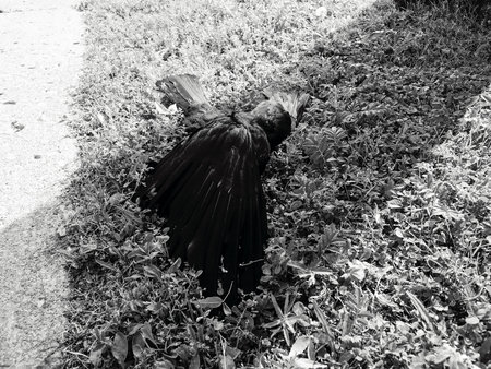 black and white photo of a dead crow lying on the grass in the park