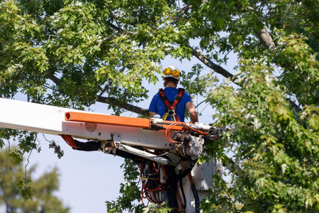 A lumberjack in a cherry picker cuts branches from a tree