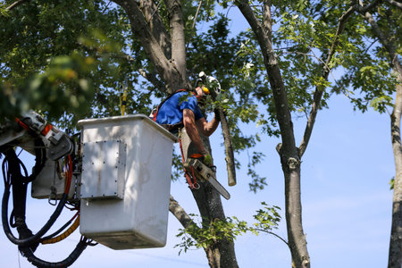 A lumberjack in a cherry picker cuts branches from a tree
