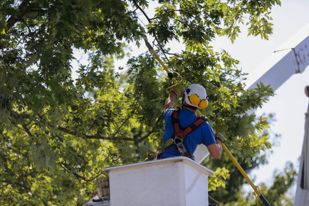A lumberjack in a cherry picker cuts branches from a tree