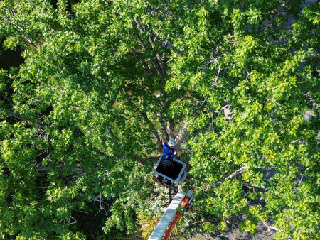 A person in a cherry picker cuts branches from a tree