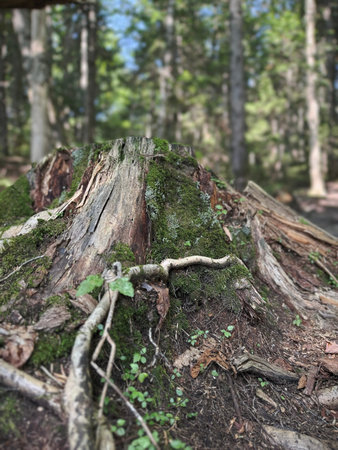 Green moss on a tree trunk in the forest. Shallow depth of field