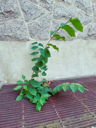 Small tree-like plant in a grid in the city.の写真素材