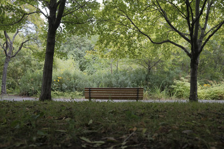 Bench in the park in the summer with green trees in the background