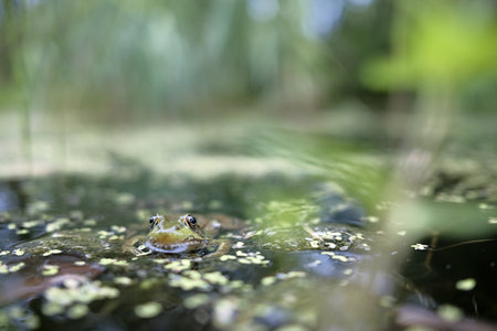 Frog in the water, close-up, shallow depth of fieldの写真素材