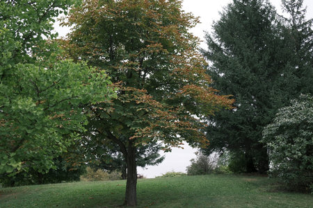 Autumn in the city park with trees and grass on the ground