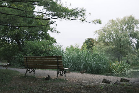 bench in the park with ducks