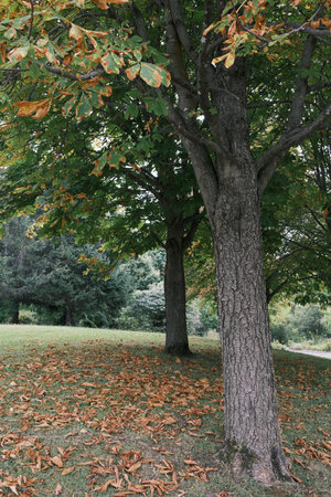 Autumn in the city park with trees and grass on the groundの写真素材