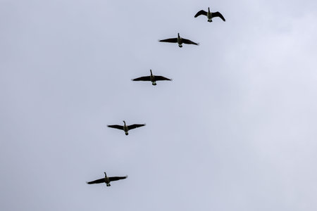Canada geese flying in the cloudy sky, seen from below