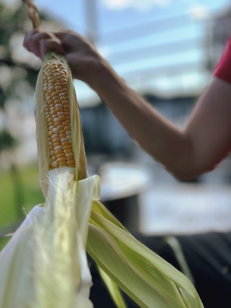 Corn on the cob. Selective focus.の写真素材