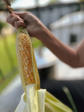 Corn on the cob. Selective focus.