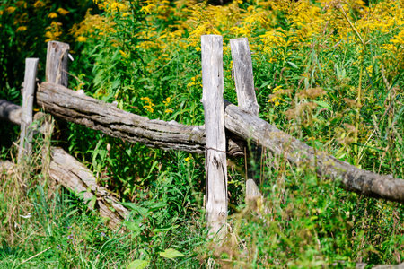 Old wooden fence in a meadow with yellow wildflowers.の写真素材
