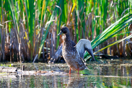 Female American Black Duck in a pond in the spring. Duck in nature. American black duck grooming.
