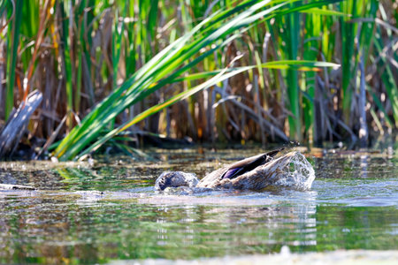 Female American Black Duck in a pond in the spring. Duck in nature. American black duck grooming.の写真素材