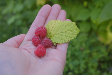 A hand holding raspberries with a green leaf in the garden