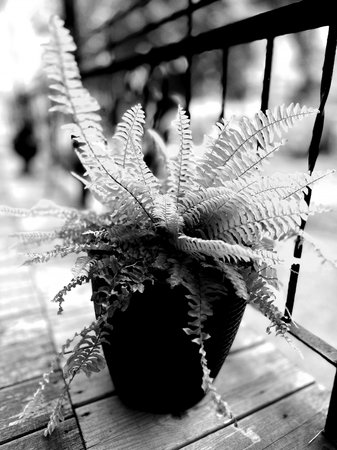 Black and white fern leaves in a vase on a balconyの写真素材