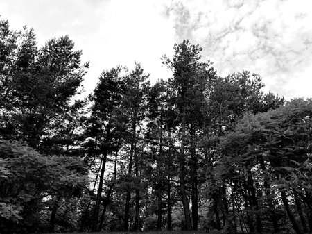Black and white photo of trees in the forest. Black and white photos.