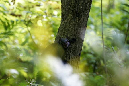 Squirrel on the tree in the forest. Wildlife scene from nature in Quebec, Canada.の写真素材