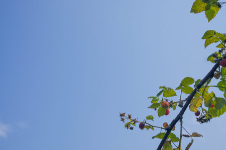 A branch of a raspberry bush on a background of the blue sky.