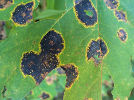 Maple leaf with an infection. Tar spot on maple trees in Quebec, Canada.